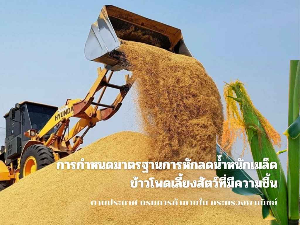 มาตรฐานการหักลดน้ำหนักเมล็ดข้าวโพดเลี้ยงสัตว์ที่มีความชื้น
